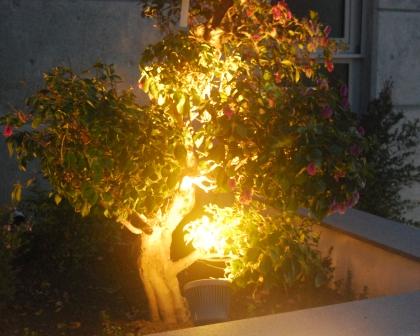 garden-spikes-01
